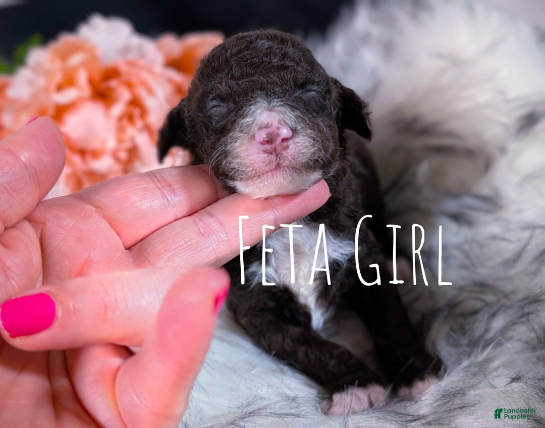 Mini Bernedoodle dogs for sale: Feta - Image 1