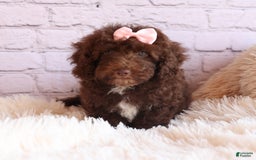 Cockapoo dogs for sale: Barb - Image 17