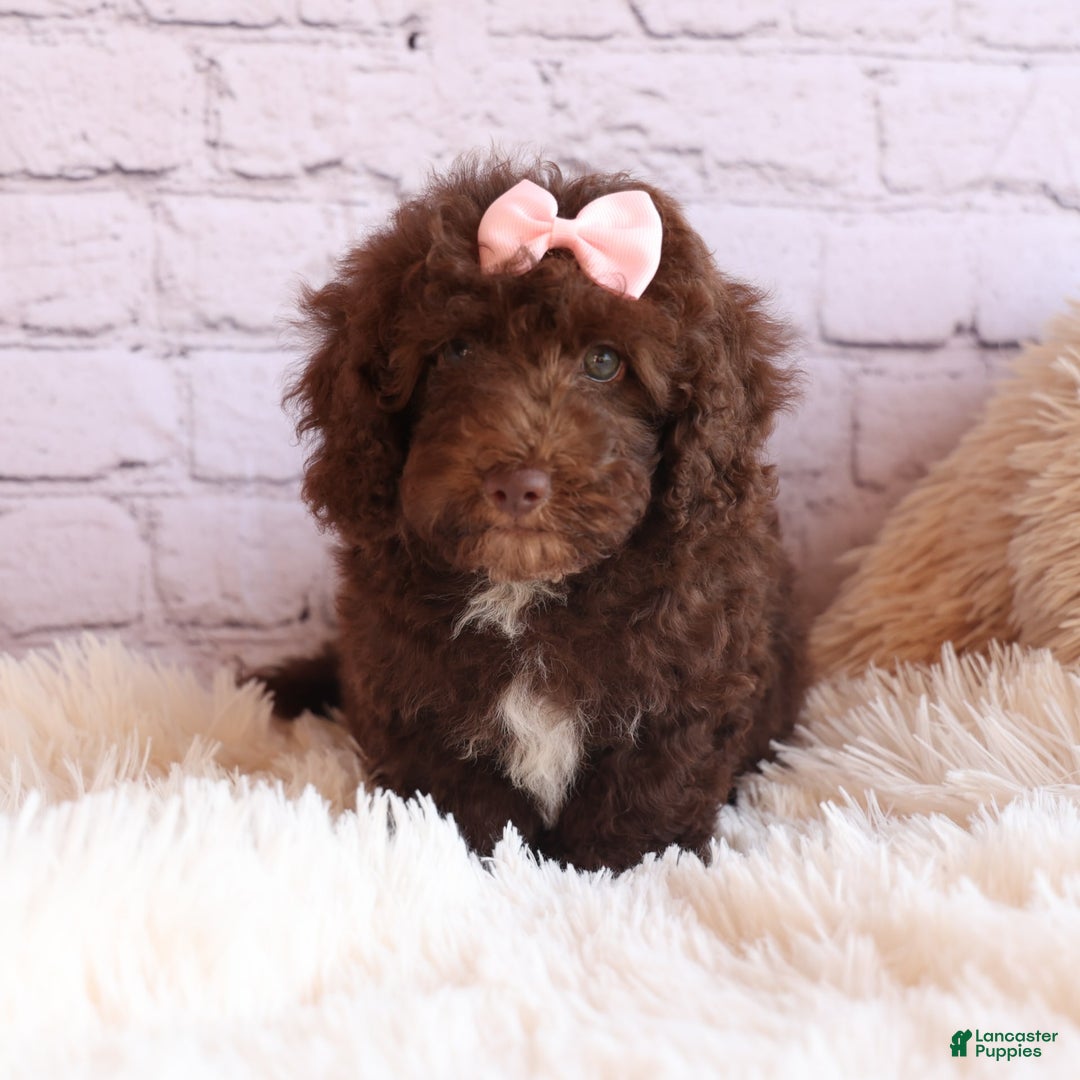 Cockapoo dogs for sale: Barb - Image 17