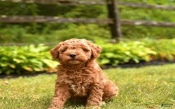 Mini Goldendoodle dogs for sale: Rita - Image 4