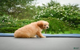 Cavapoo dogs for sale: Clyde - Image 12