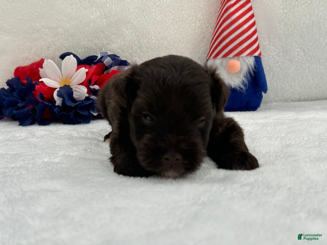 Miniature Schnauzer dogs for sale: Fancy Male 1 Akc Liver Color - Image 2