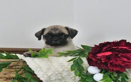 Puggle dogs for sale: Moonlight - Image 2