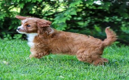 Cavapoo dogs for sale: Poppy - Image 14
