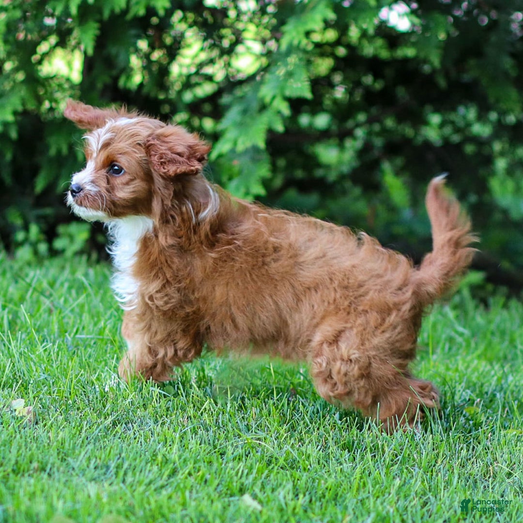 Cavapoo dogs for sale: Poppy - Image 14