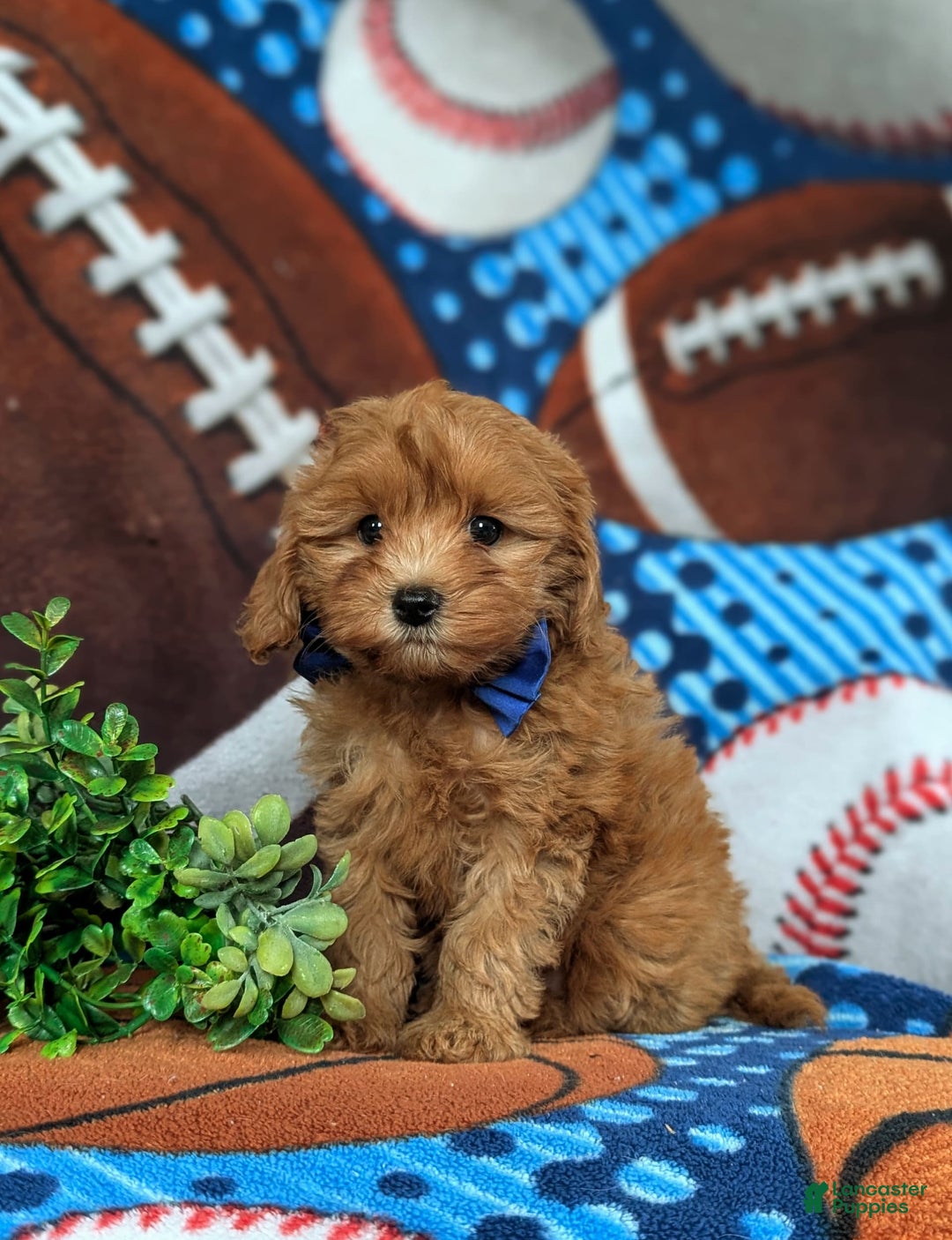 Cavapoo dogs for sale: Lewis Toy Size Hypoallergenic - Image 2