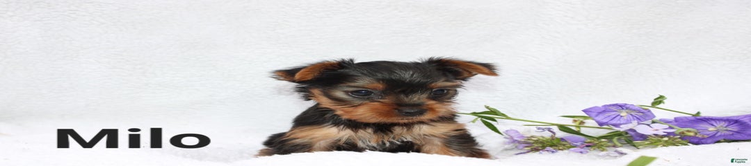 Milo