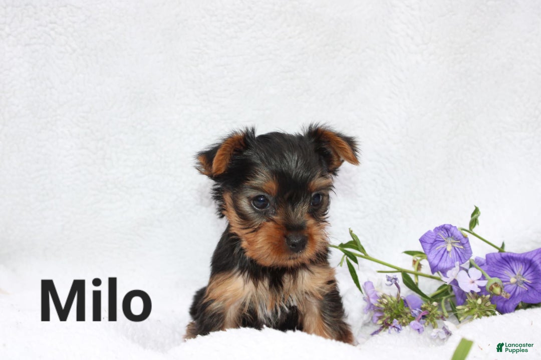 Yorkshire Terrier dogs for sale: Milo - Image 1