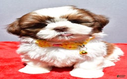 Shih Tzu dogs for sale: Jasper - Image 1