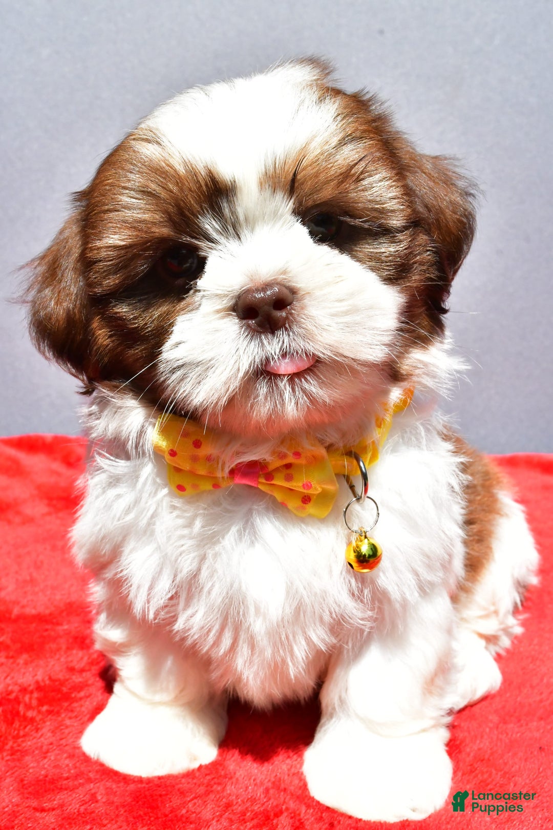 Shih Tzu dogs for sale: Jasper - Image 1