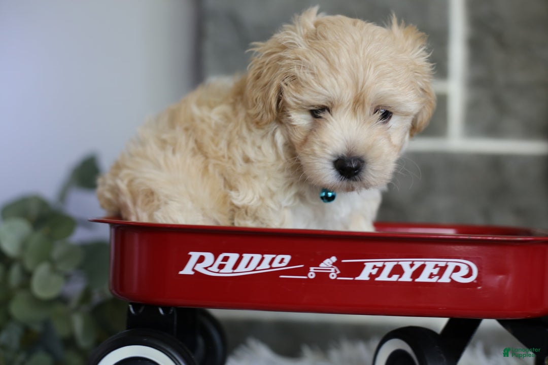 Maltipoo dogs for sale: Yogi - Image 10