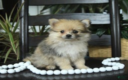 Pomeranian dogs for sale: Ivy - Image 4
