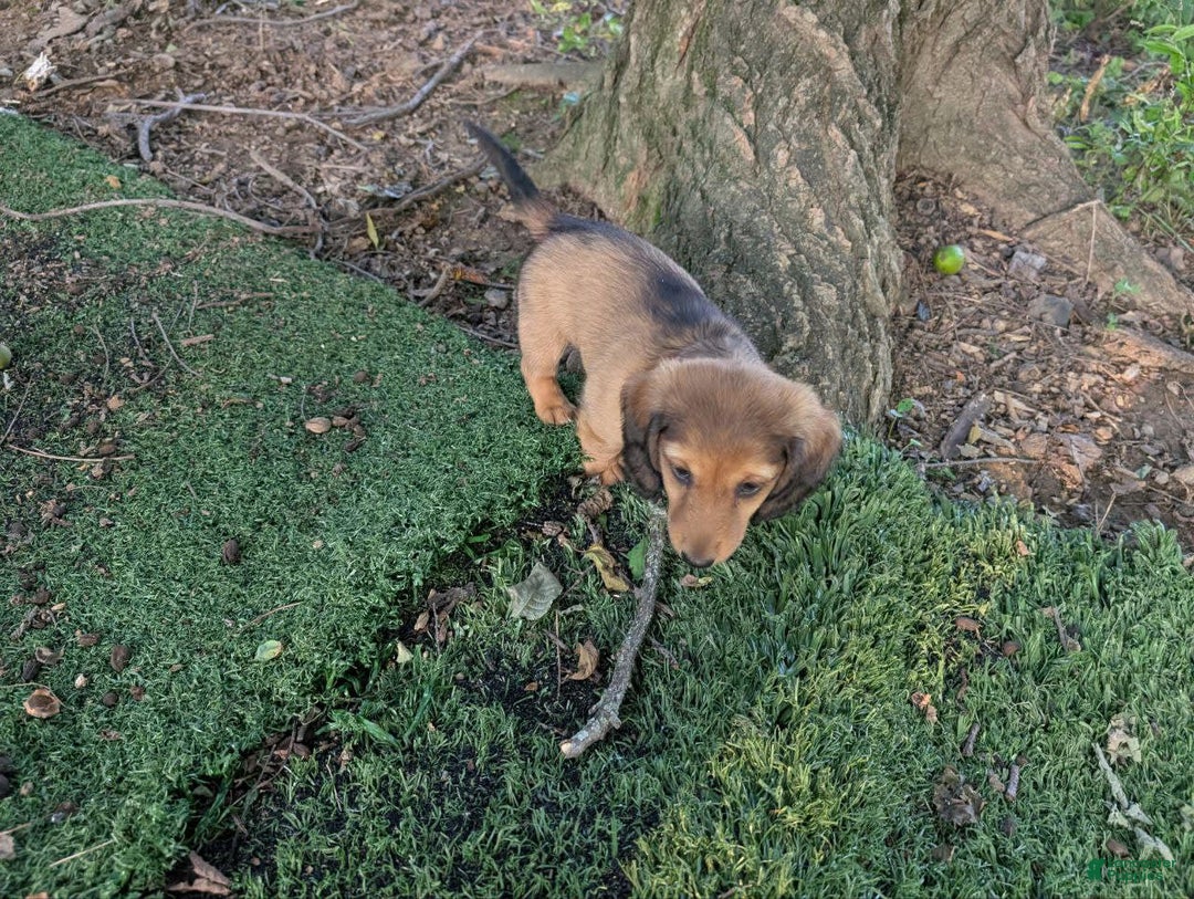 Dachshund dogs for sale: Lena - Image 13