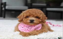 Miniature Poodle dogs for sale: Natasha - Image 10