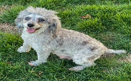 Miniature Poodle dogs for sale: Frieda - Image 3