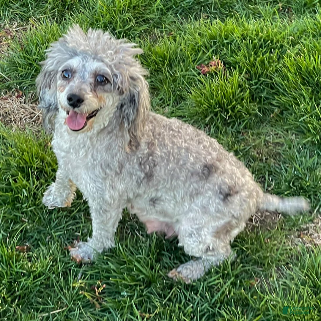 Miniature Poodle dogs for sale: Frieda - Image 3
