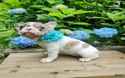 French Bulldog dogs for sale: Athena Akc - Image 19
