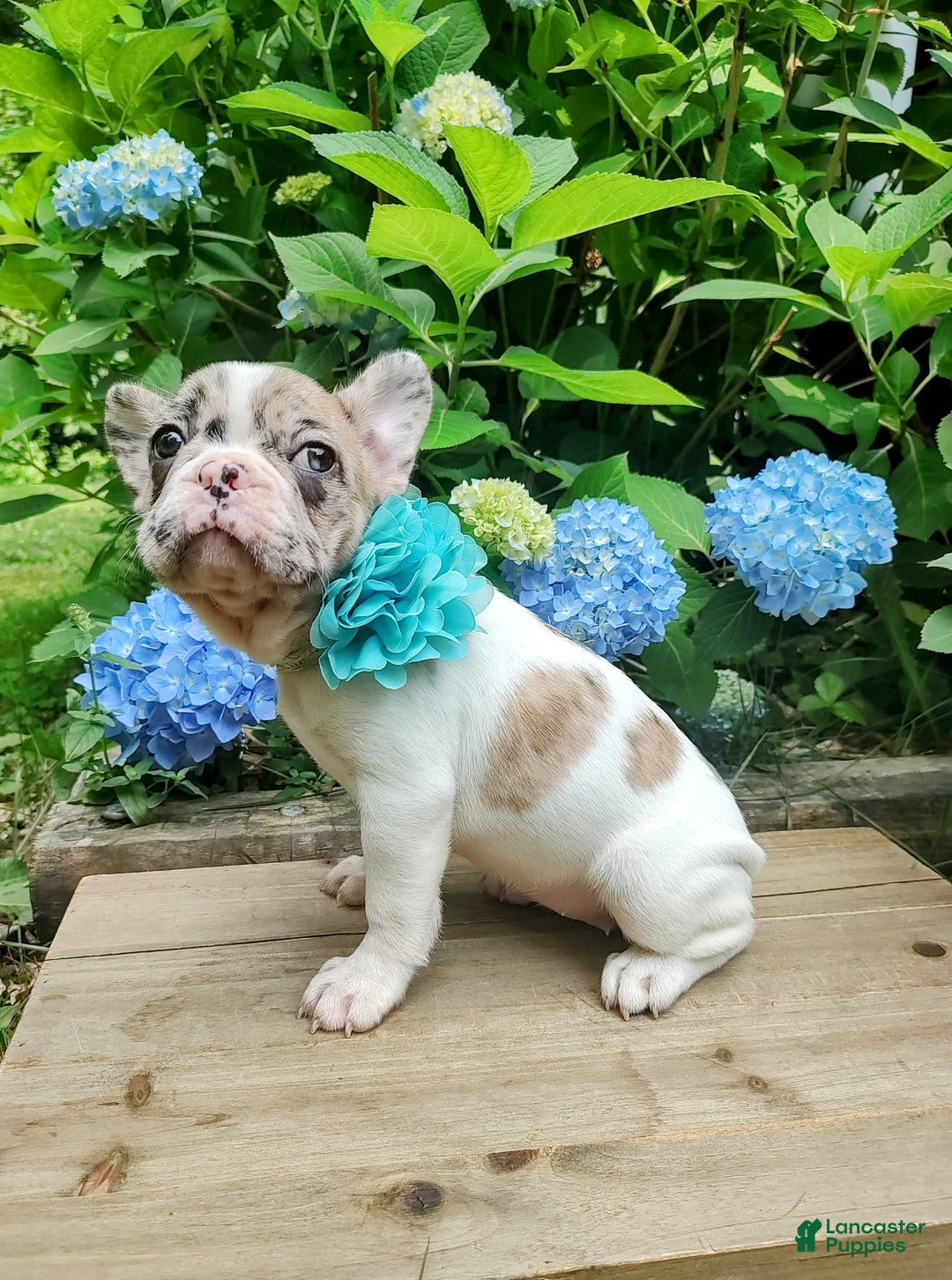 French Bulldog dogs for sale: Athena Akc - Image 19