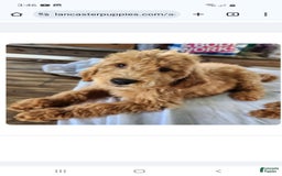 Labradoodle dogs for sale: Daisy - Image 9