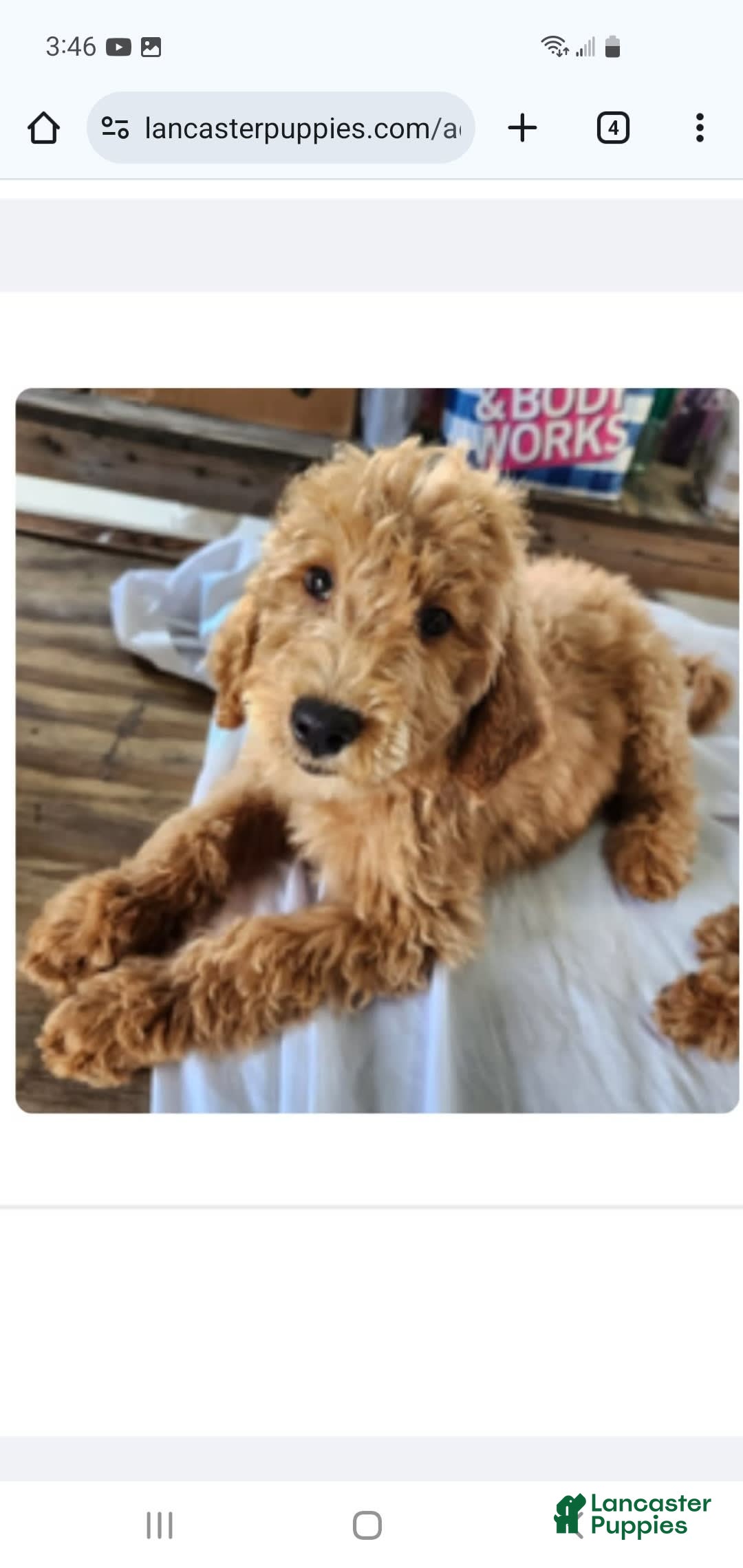 Labradoodle dogs for sale: Daisy - Image 9