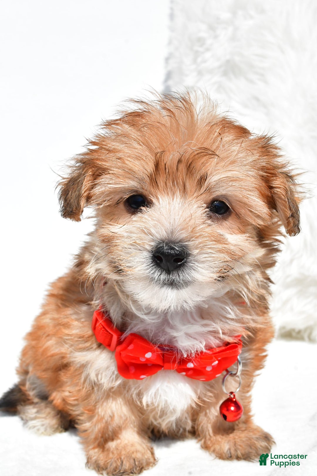 Morkie dogs for sale: Roy Teacup - Image 4