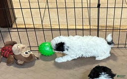Shihpoo dogs for sale: Oreo - Image 5