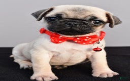 Pug dogs for sale: Tinker - Image 9