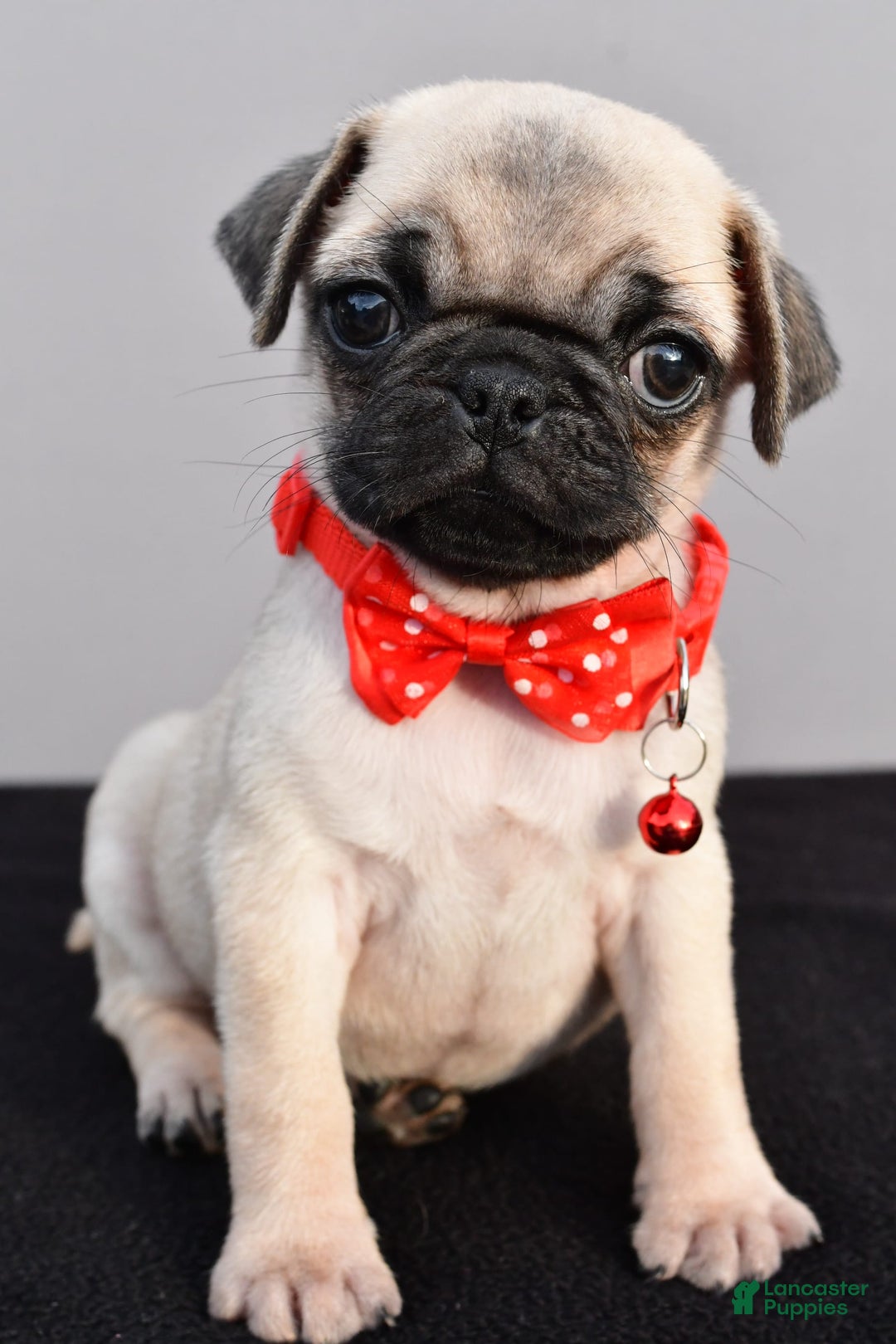 Pug dogs for sale: Tinker - Image 9