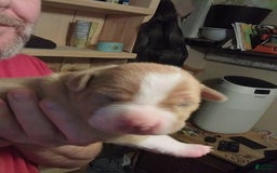 American Pit Bull Terrier dogs for sale: Nyla - Image 4