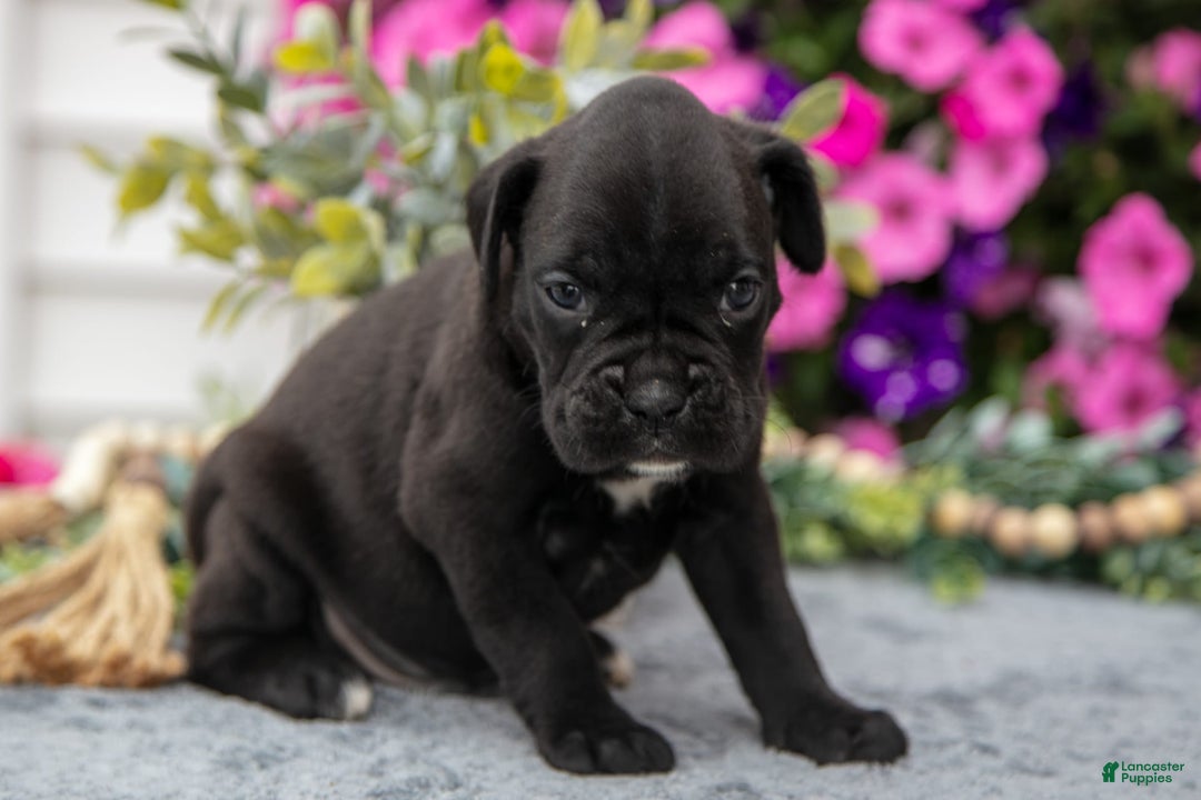 Boxer dogs for sale: Shadow - Image 7