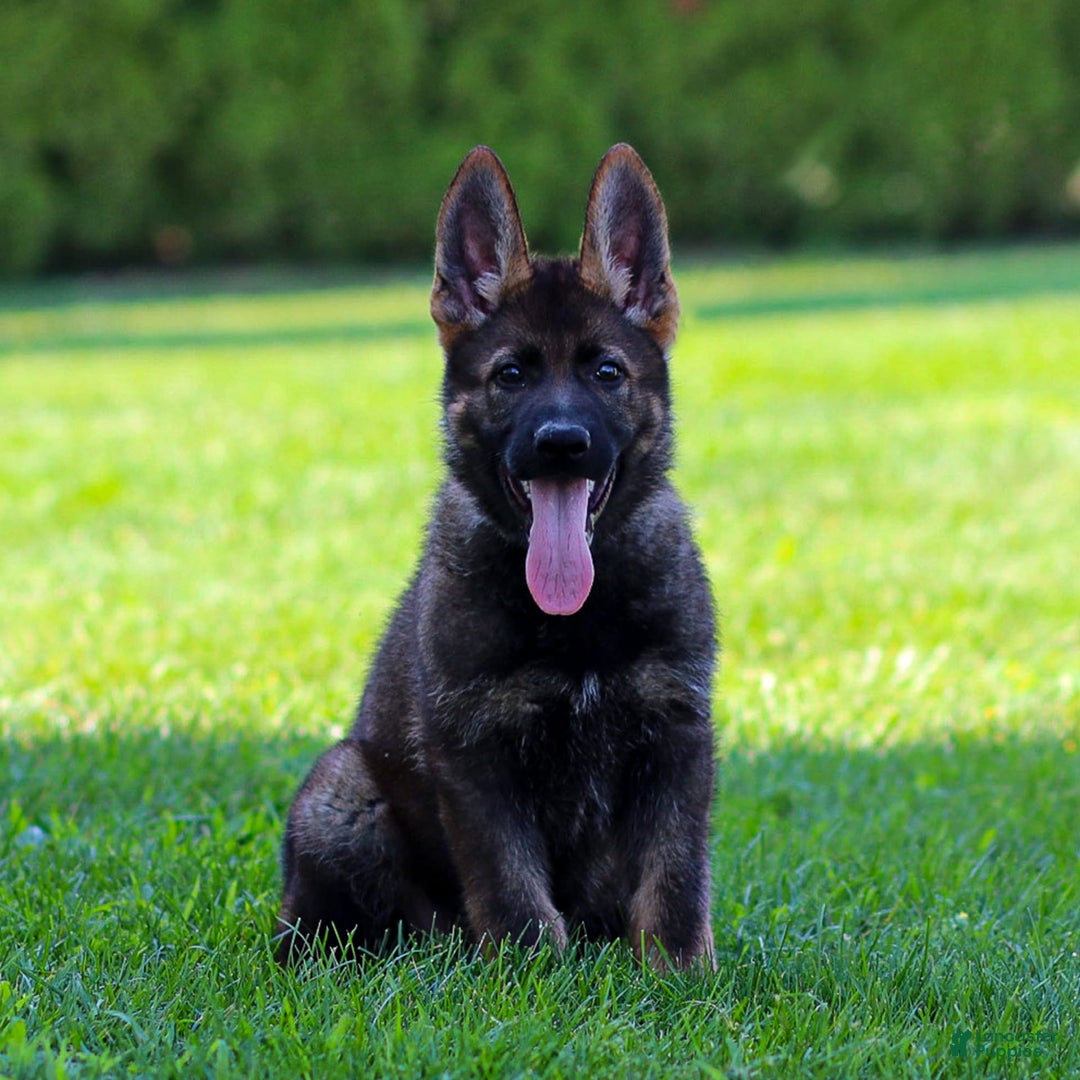 German Shepherd dogs for sale: Axel - Image 2
