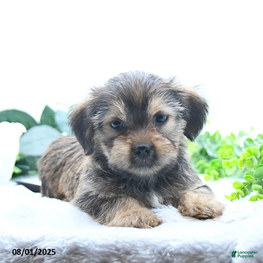 Shorkie dogs for sale: Lamar - Image 5