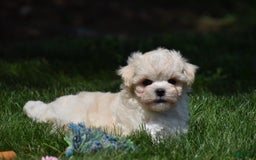 Maltipoo dogs for sale: Sandy - Image 4