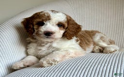 Mini Goldendoodle dogs for sale: Dixie - Image 4