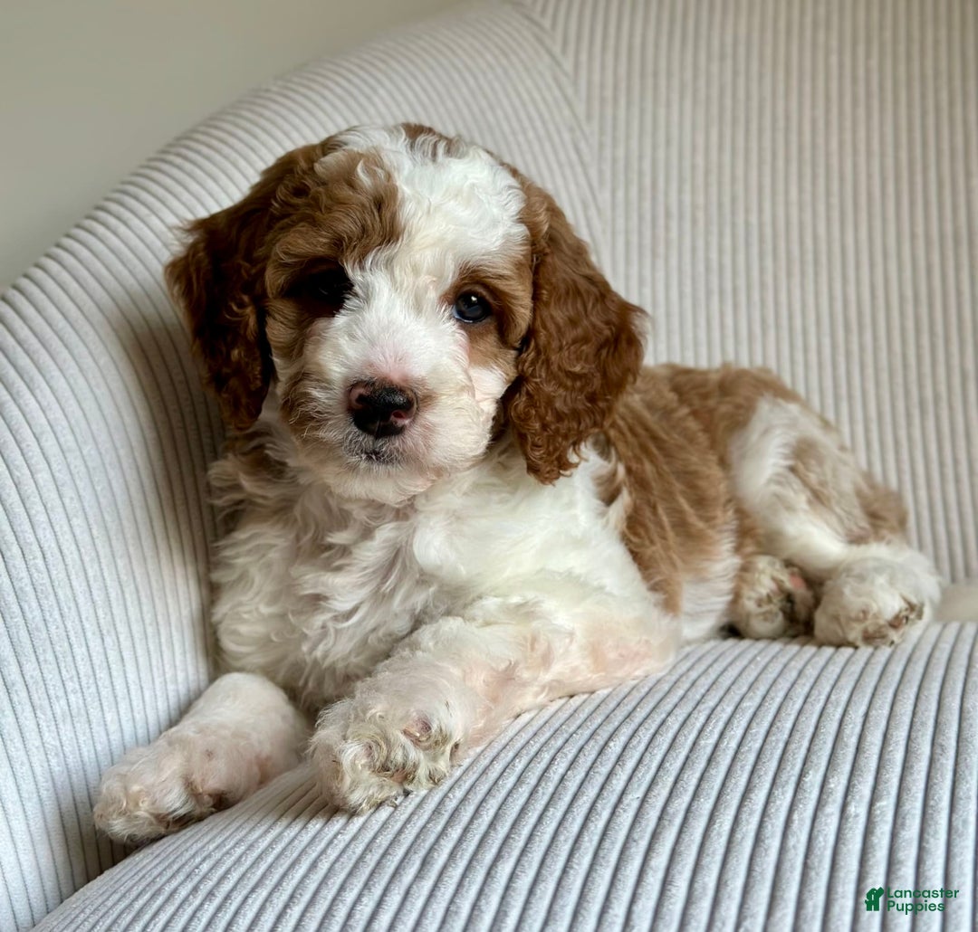 Mini Goldendoodle dogs for sale: Dixie - Image 4