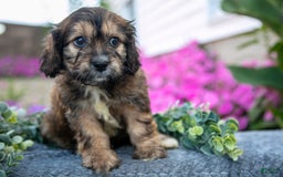 Cavachon dogs for sale: Nova - Image 3