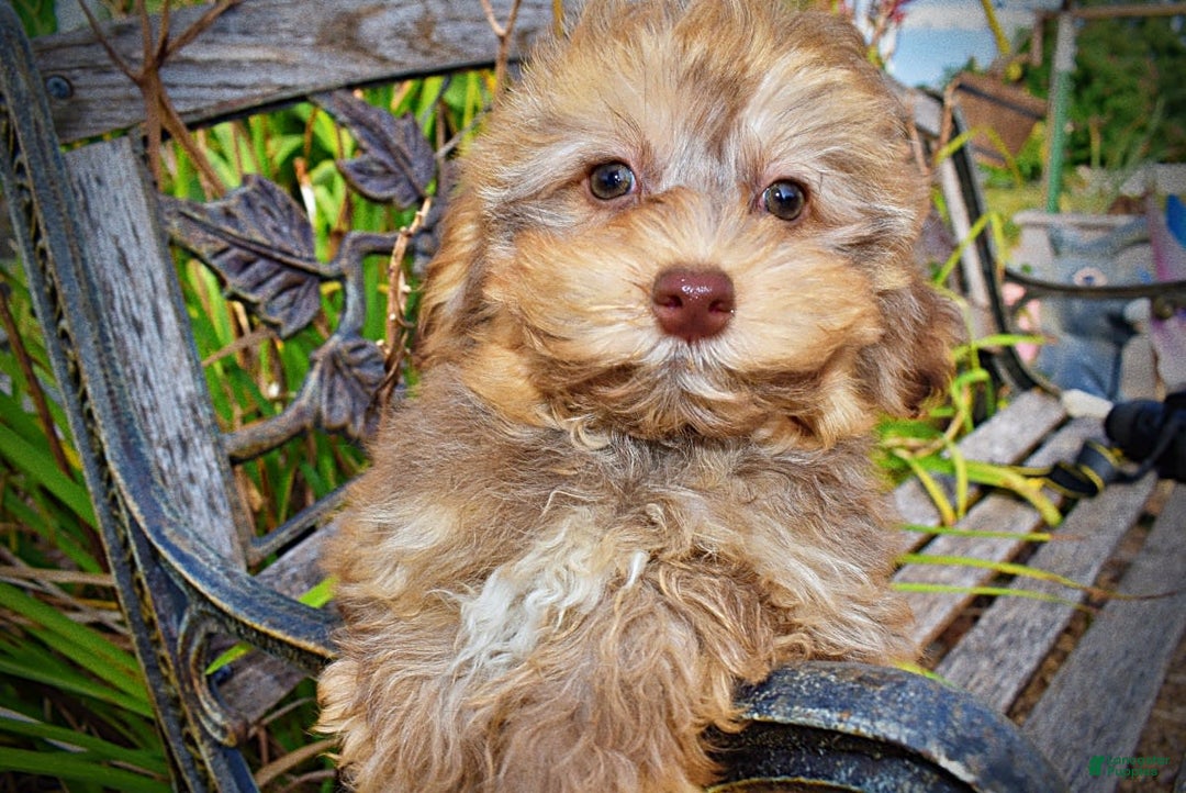 Havapoo dogs for sale: Jazzy - Image 18