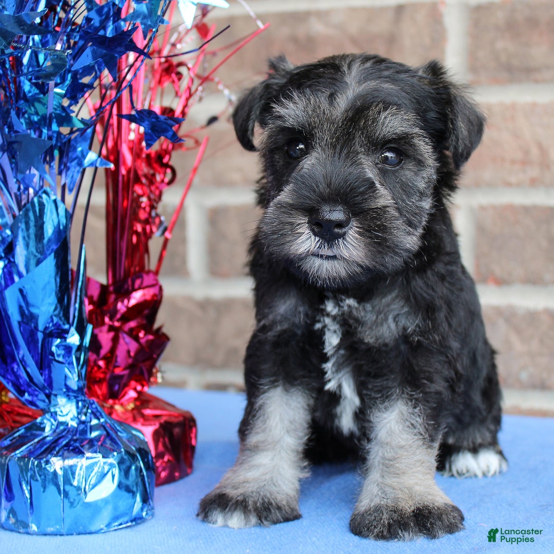 Miniature Schnauzer dogs for sale: Kimber - Image 5
