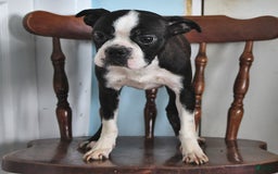Boston Terrier dogs for sale: Blitzen - Image 4