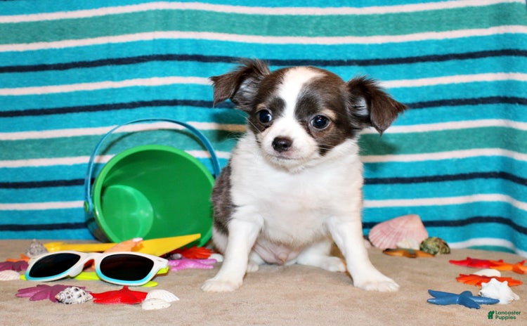 Chihuahua dogs for sale - Ad 2