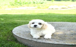 Cavachon dogs for sale: Oscar - Image 5