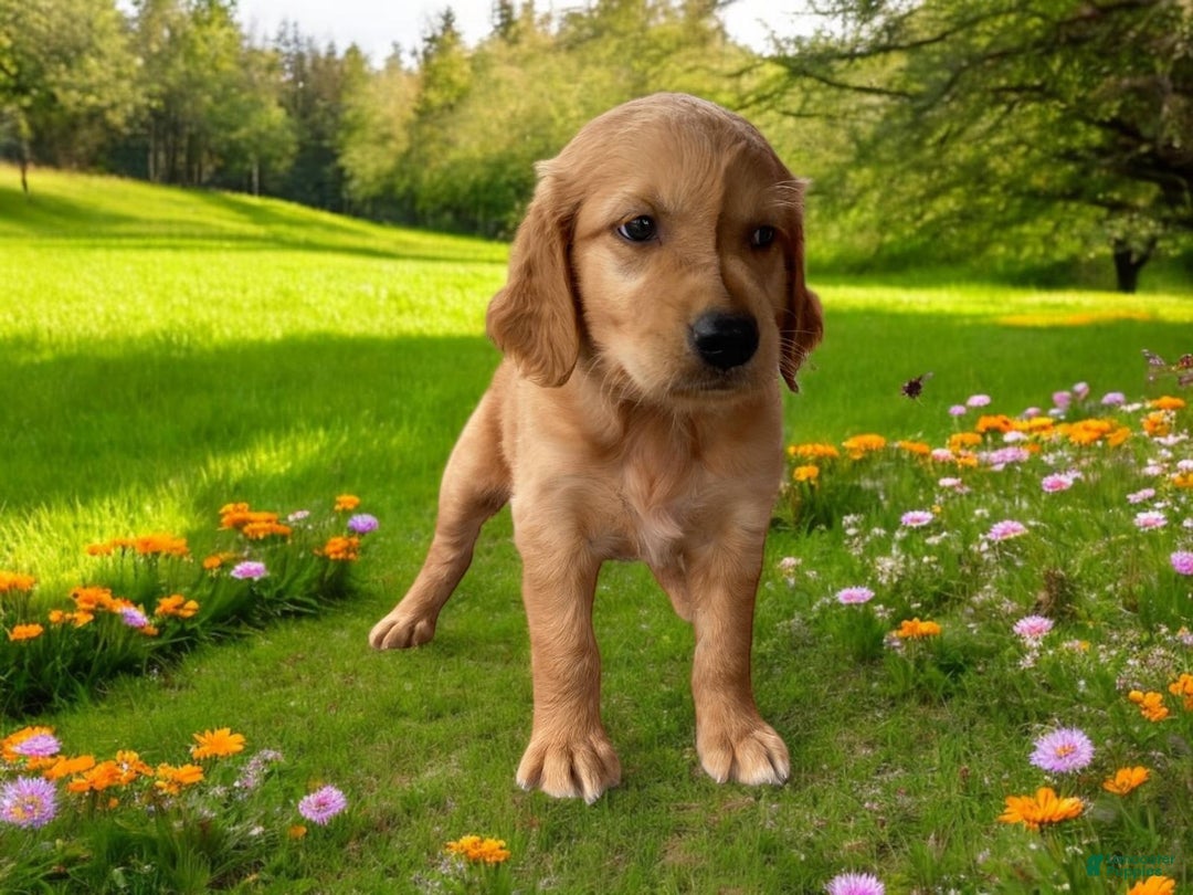 Golden Retriever dogs for sale: Rufus - Image 9