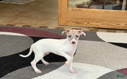 Italian Greyhound dogs for sale: Jaden - Image 4