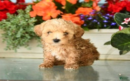 Maltipoo dogs for sale: Wooly - Image 3