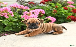 English Bulldog dogs for sale: Willow - Image 5