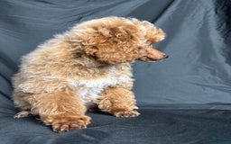 Toy Poodle dogs for sale: Lada - Image 12