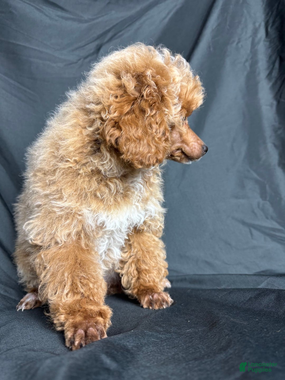 Toy Poodle dogs for sale: Lada - Image 12