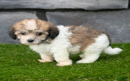 Havanese dogs for sale: Cheyenne - Image 2