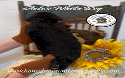 Mini Bernedoodle dogs for sale: Aelas White Boy - Image 21