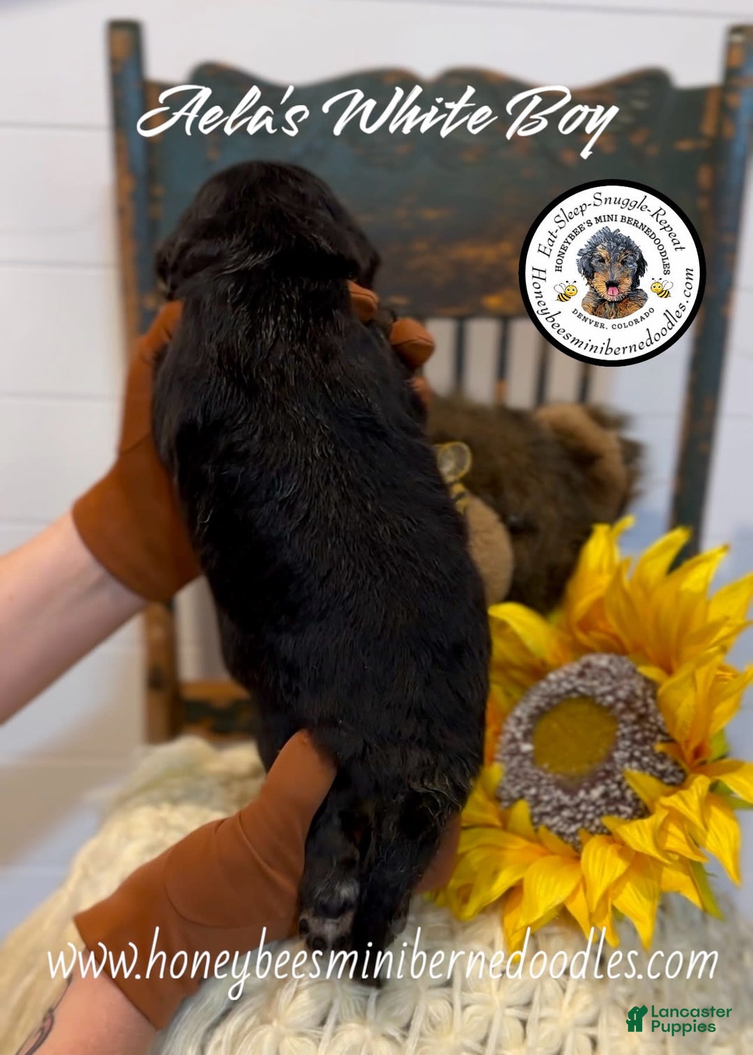 Mini Bernedoodle dogs for sale: Aelas White Boy - Image 21